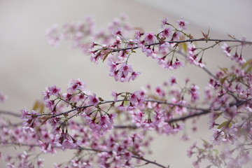 background nature Flower Valentine Prunus cerasoides