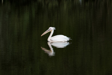 Pélican blanc