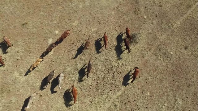 HORSES, COWS, AND SAND DUNES OF WEST TEXAS
