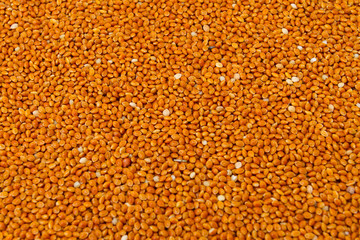 Millets form a group of several cereal crops with small seed, possess a high protein content and require little water to grow. This is also a cereal of solid economy