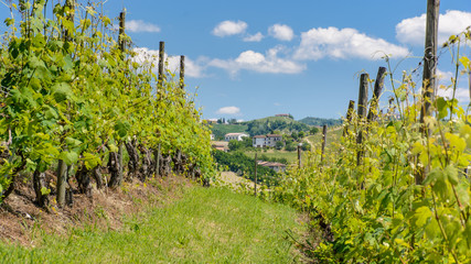 Barolo, Italy