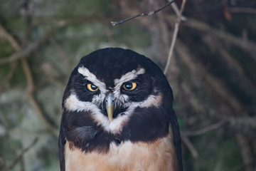 Chouette à lunettes