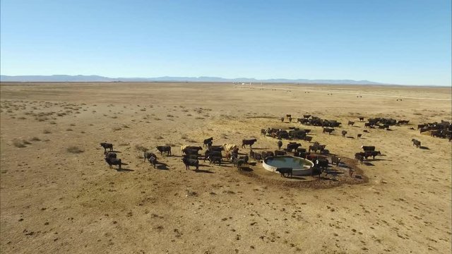 HORSES, COWS, AND SAND DUNES OF WEST TEXAS
