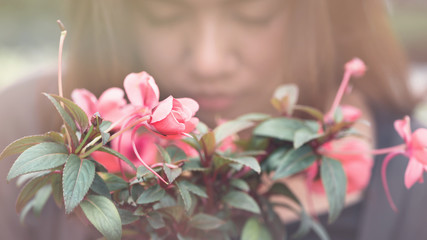 background nature Flower Valentine Pink flower