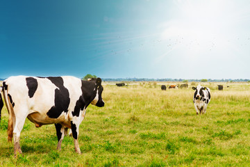 Two Holstein cows walking through a field in Buenos Aires, Argen
