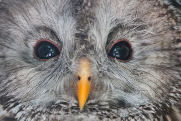 Chouette de l'Oural en très gros plan