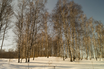 Fototapeta premium Winter landscape with birch by grove