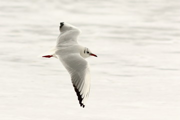 black headed gull in flight