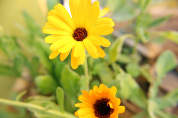 Yellow Flower Macro Shot