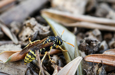 Wespe auf dem Boden, Natur, Deutschland