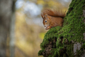 Red squirrel high in a tree