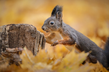 Red squirrel in autumn foraging