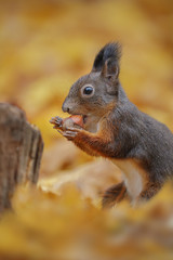 Naklejka na ściany i meble Autumn red squirrel in radiant autumn leaves