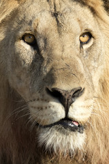 Male lion in Etosha National Park.