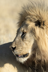 Male lion in Etosha National Park.