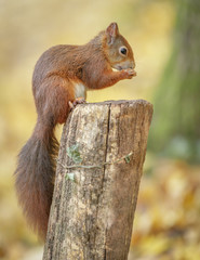 Red squirrel in autumn