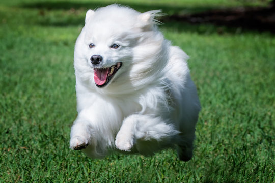 Running White Dog