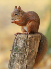 Young red squirrel
