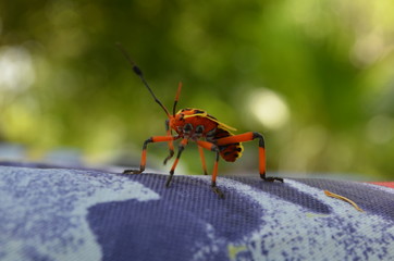 naranja, insecto, verde