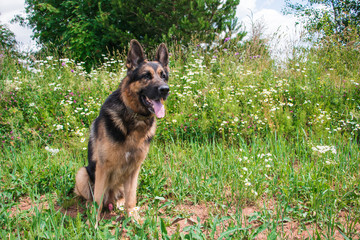 Dog german shepherd and grass around in a summer