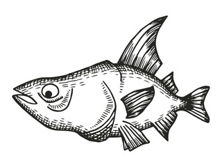 haddock fish cartoon sketch. vector illustration