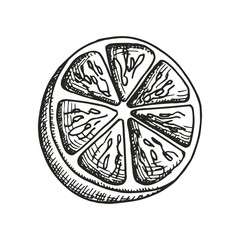 Lemon sketch. vector illustration