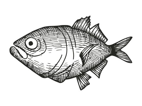 jack mackerel fish cartoon sketch. vector illustration