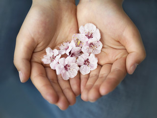 hands holding sakura flowers on blue background