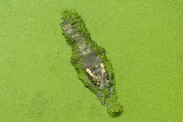 A Crocodile Swimming in Green Duckweed Puddle Background