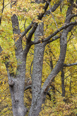Robledal, Parque Natural del Lago de Sanabria