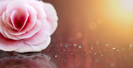 Website banner of Valentines day flower - gift for woman