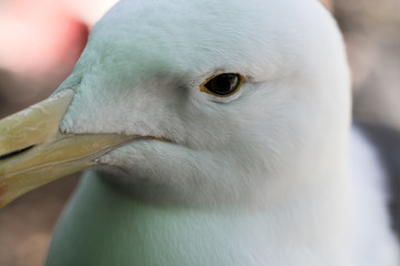 seagull close up