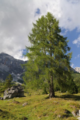 European larch (Larix decidua) on alpine pasture in summer, mountain Hochkonig, Salzburg, Austria