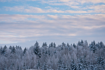 winterlandschap van bomen tegen de lucht.