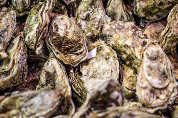 Fototapeta na wymiar fresh oysters with algae for fresh natural seafood for holidays