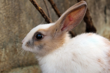 Rabbit