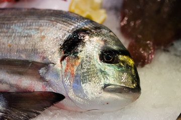 beautiful sea bream fish with colorful scales and fresh eye