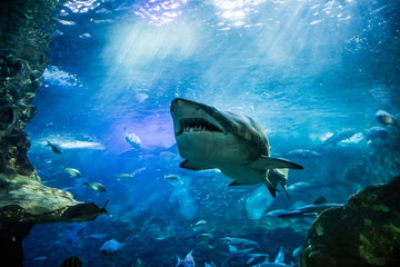 Fototapeta premium tiger shark and fishes swimming in sea waters for biodiversity