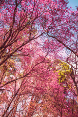 Fototapeta premium background nature Flower Valentine Prunus cerasoides