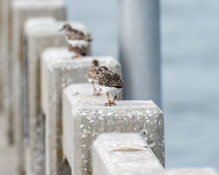 Shorebirds walking on the guardrail