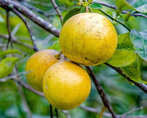 Grapefruit ready to be picked on overcast day