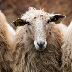 Naklejka premium a beautiful long wool hair sheep looking at the camera