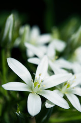Fototapeta premium Ornitohalum small white spring flower