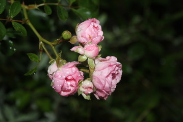 Kleine Rosen im Regen