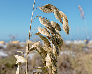 Sea oat on the dune