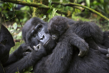 Portrait of wild free mountain gorilla