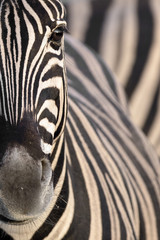 Zebra in Namibia

