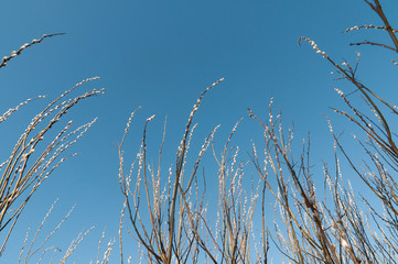 Dissolve the willow against the blue sky