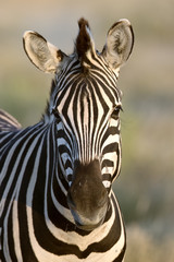 Zebra in Namibia
