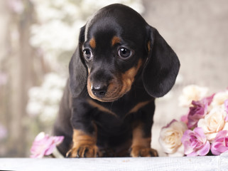 puppy dachshund © liliya kulianionak